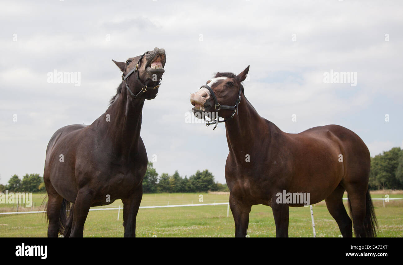Two horses in grass hi-res stock photography and images - Alamy