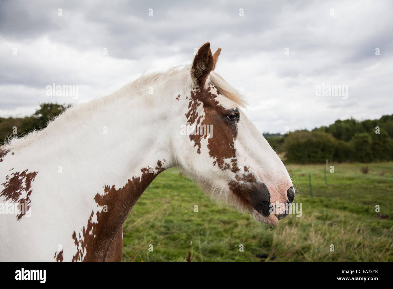 brown and white horse standing in a field Stock Photo