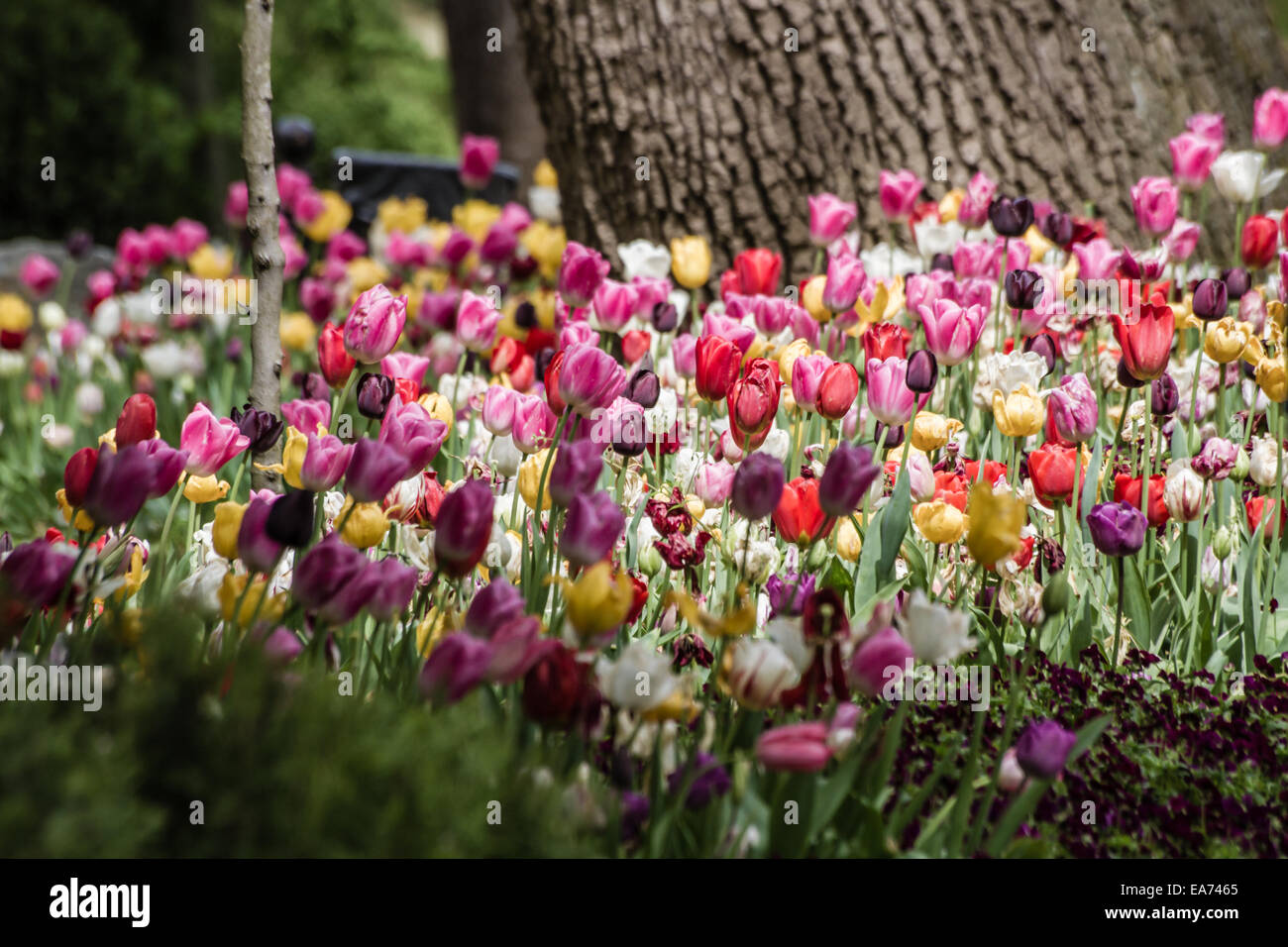 Beautiful colorful tulips at a green garden of Istanbul/Turkey at spring time Stock Photo
