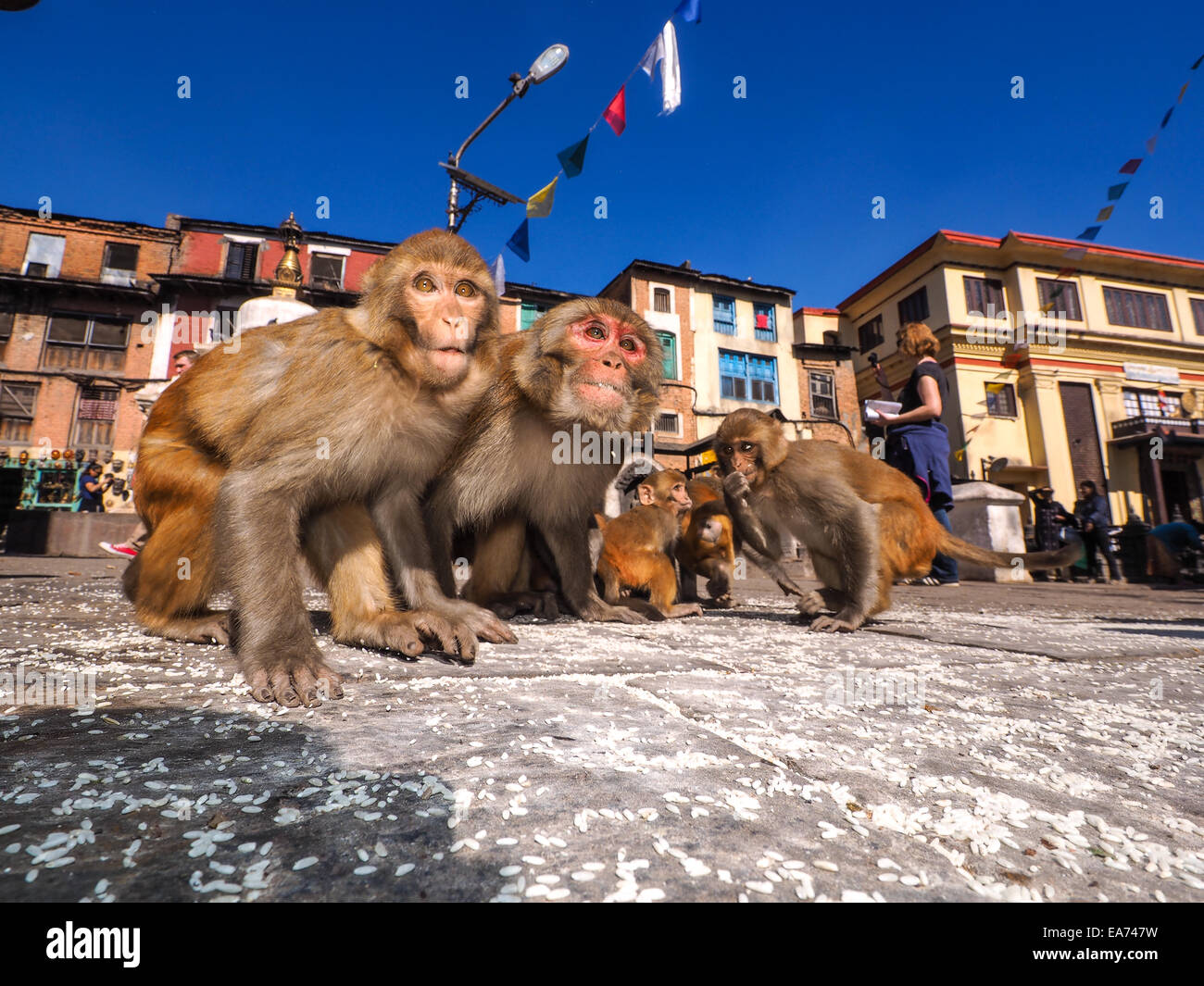 Sitting monkey on swayambhunath stupa in Kathmandu, Nepal Stock Photo ...