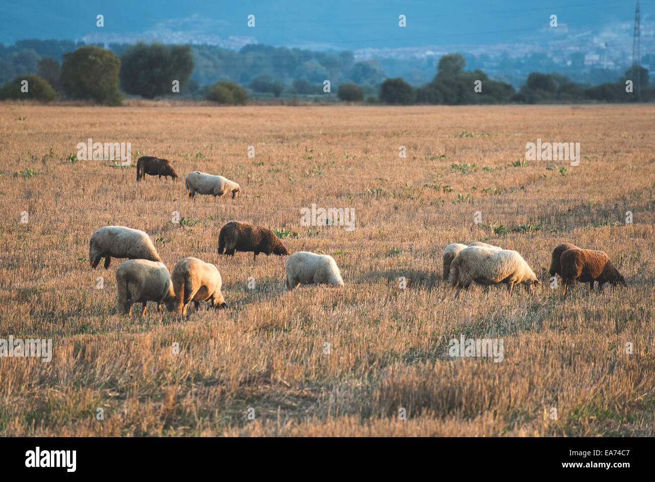 Flock of sheep grazing in the mountains at sunset Stock Photo - Alamy