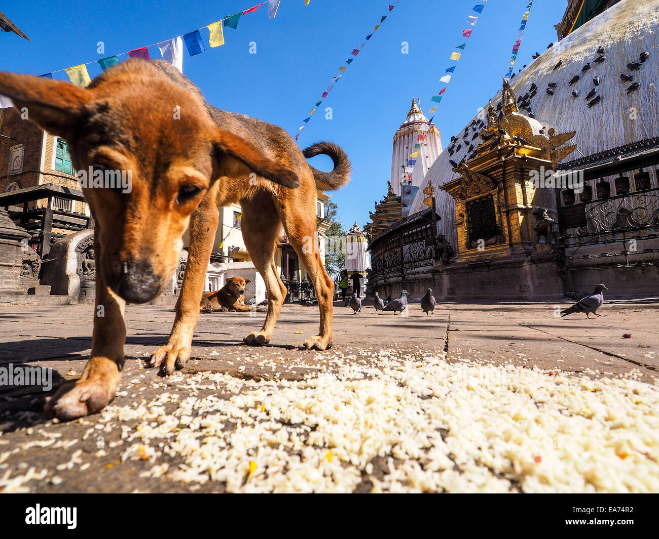homeless dog in Boudhanath Stupa in the Kathmandu valley, Nepal Stock Photo