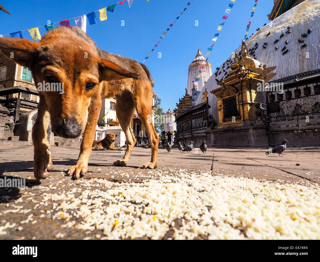 homeless dog in Boudhanath Stupa in the Kathmandu valley, Nepal Stock Photo