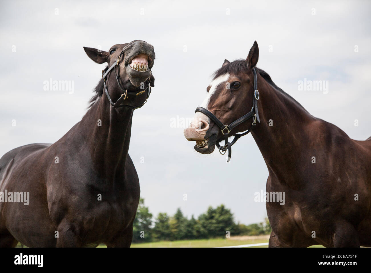 Two brown horses standing in a field next to each other Stock Photo