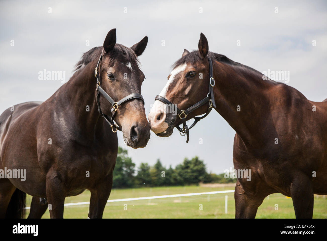 two horses in a field outside Stock Photo