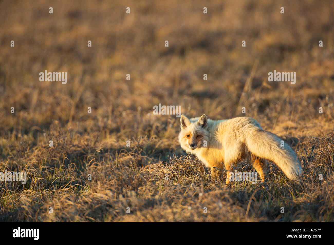 Red fox arctic fox standing hi-res stock photography and images - Alamy