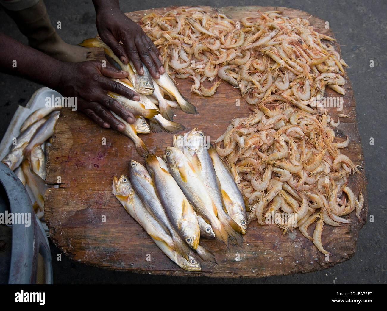GUYANA. 7th Nov, 2014. 07 November, 2014. A fish monger