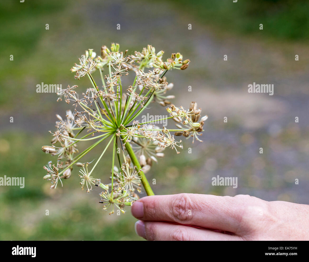 Angelica archangelica, commonly known as garden angelica, Holy Ghost, wild celery, and Norwegian angelica. Stock Photo
