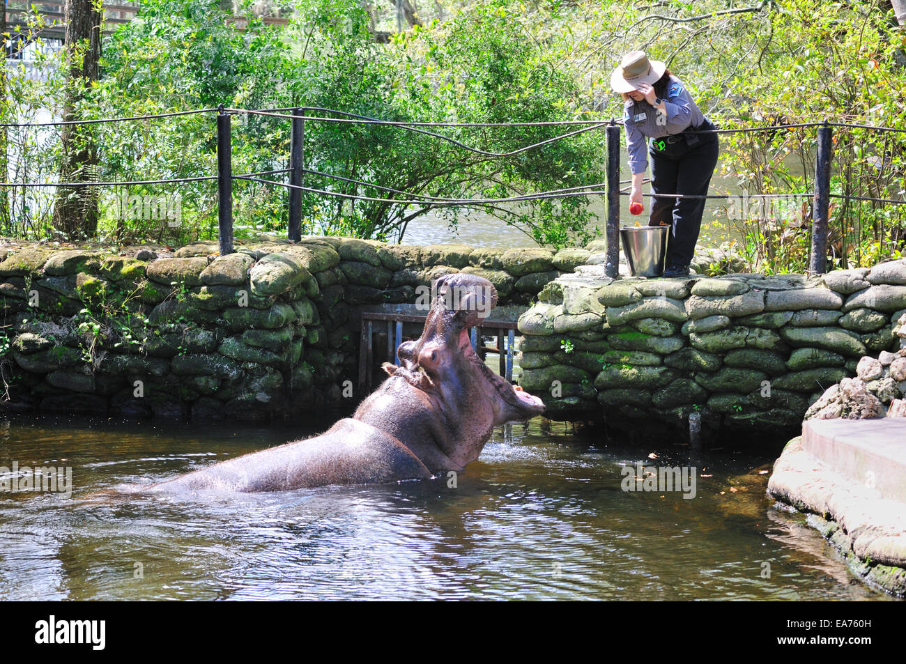 Lou the hippopotamus being fed at the Ellie Schiller Homosassa Springs Wildlife State Park Stock Photo