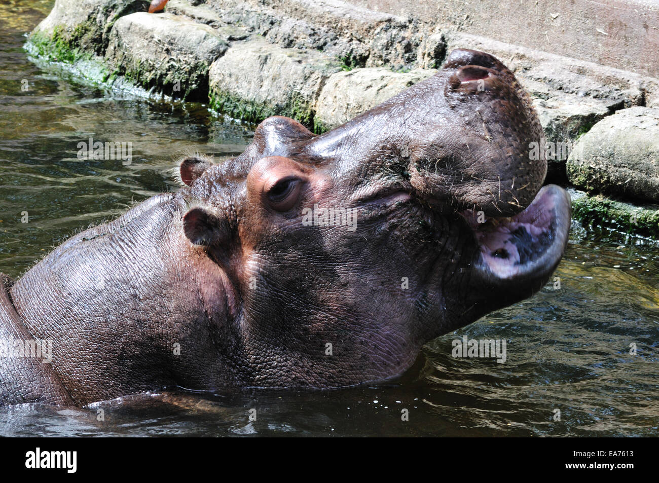 Lou the hippopotamus waits for lunch at the Ellie Schiller Homosassa Springs Wildlife State Park Stock Photo