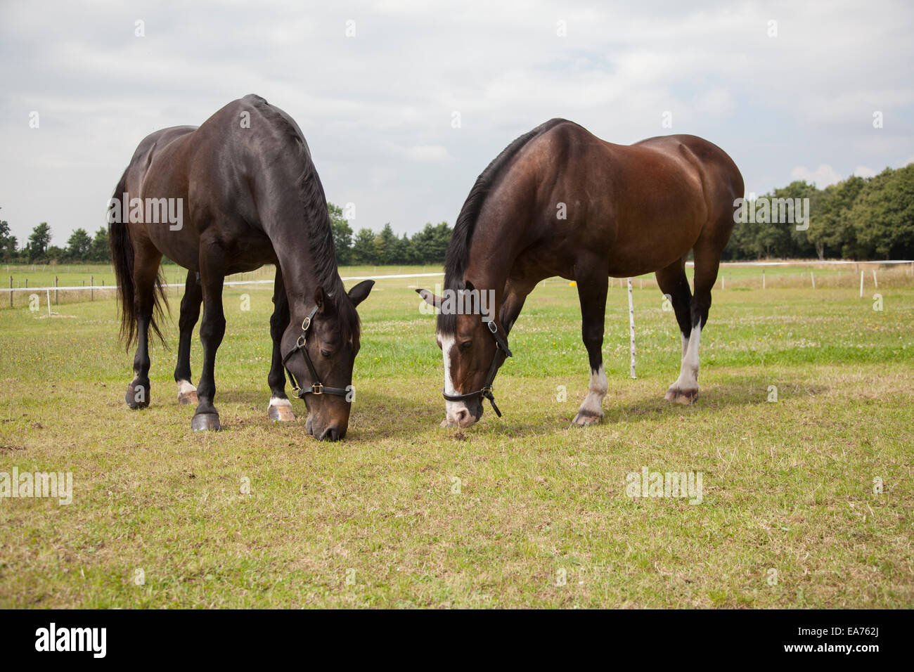 two horses in a field outside Stock Photo