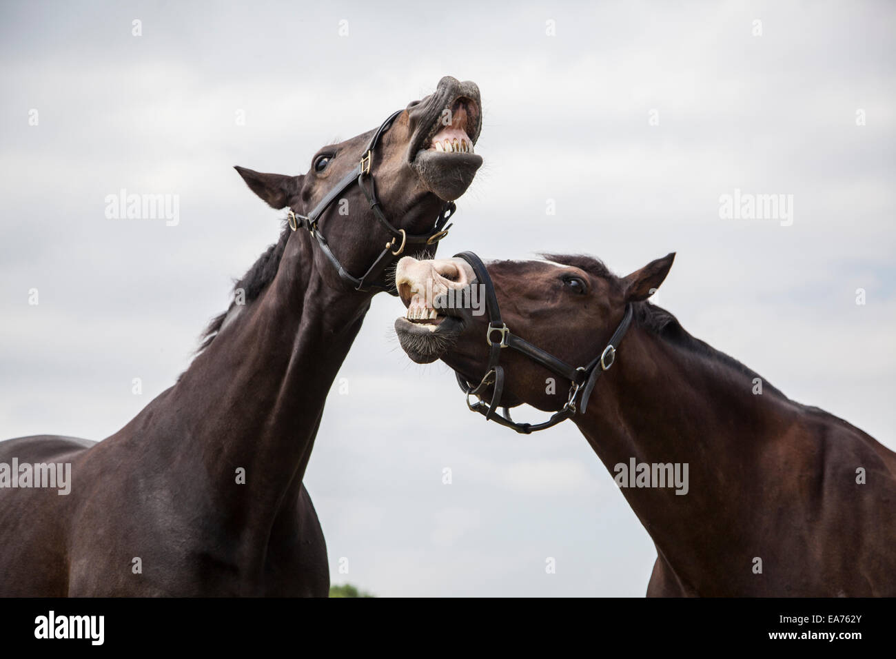 Two brown horses standing in a field next to each other Stock Photo - Alamy