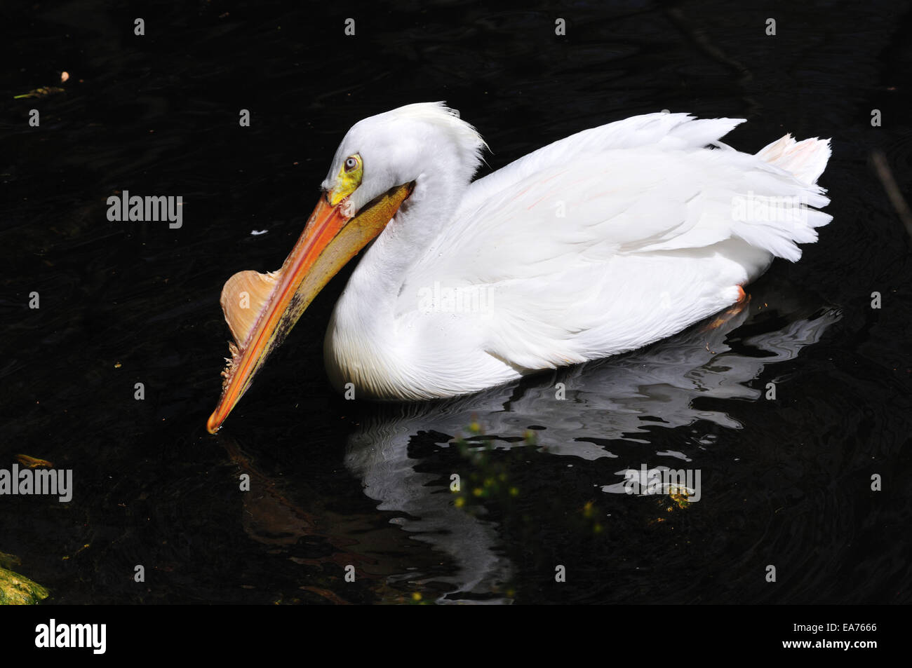 American white pelican (Pelecanus erythrorhynchos) in brreding plumage, swimming at the Ellie Schiller Homosassa Springs Wildlif Stock Photo