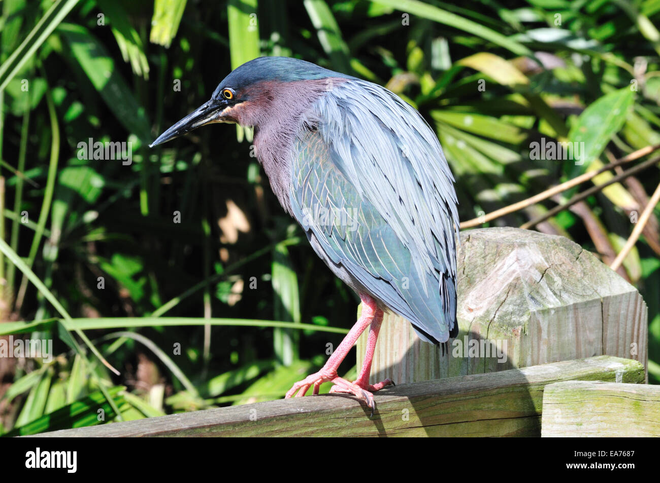 Green heron (Butorides virescens) at the shore bird aviary in Ellie Schiller Homosassa Springs Wildlife State Park Stock Photo