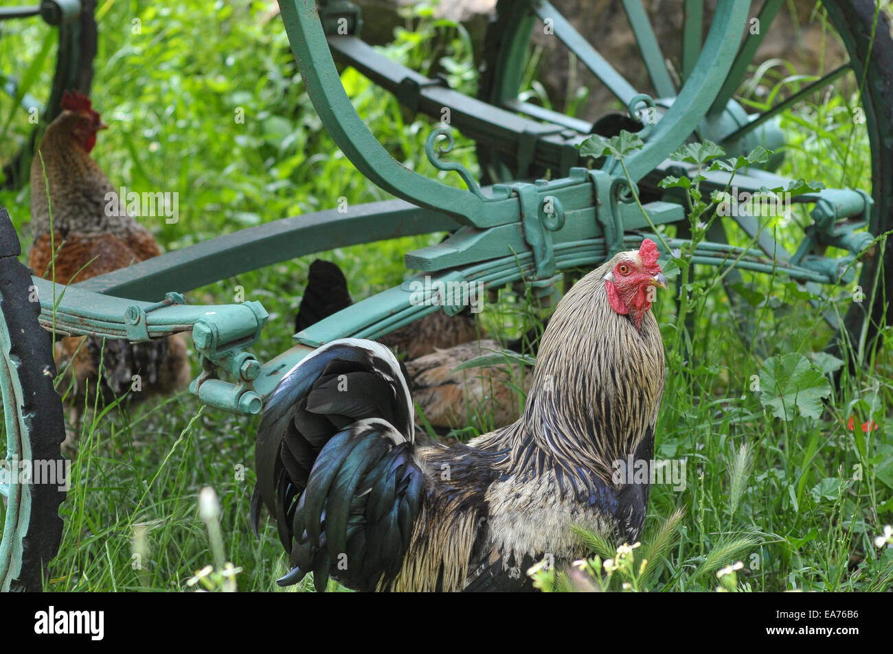 Free range poultry roams the wooded grounds of  Pastoral Vadi, an ecotourism resort in the countryside near the town Fethiye on Stock Photo