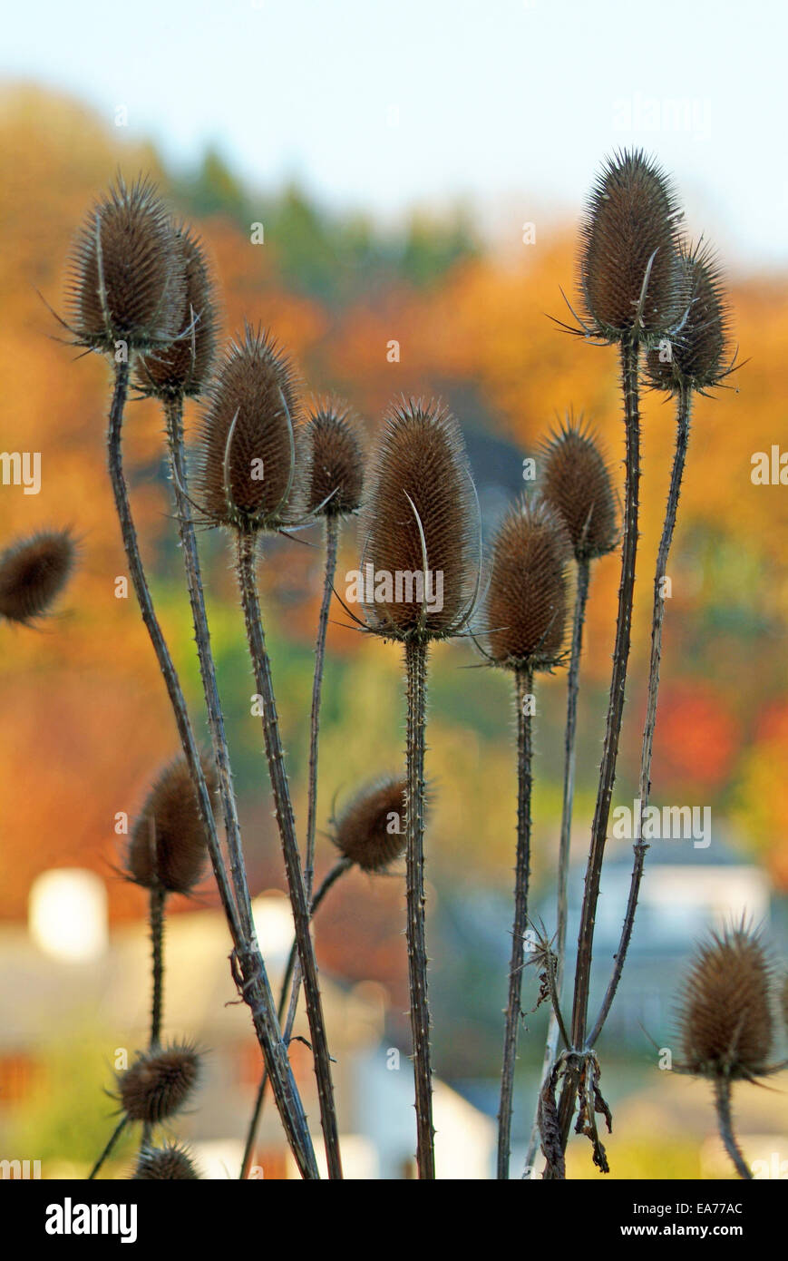 Autumn teasles Stock Photo