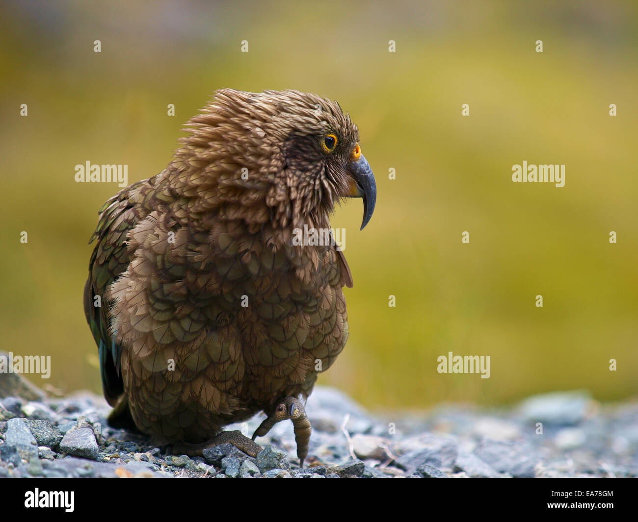 kea, alpine parrot from New Zealand Stock Photo - Alamy