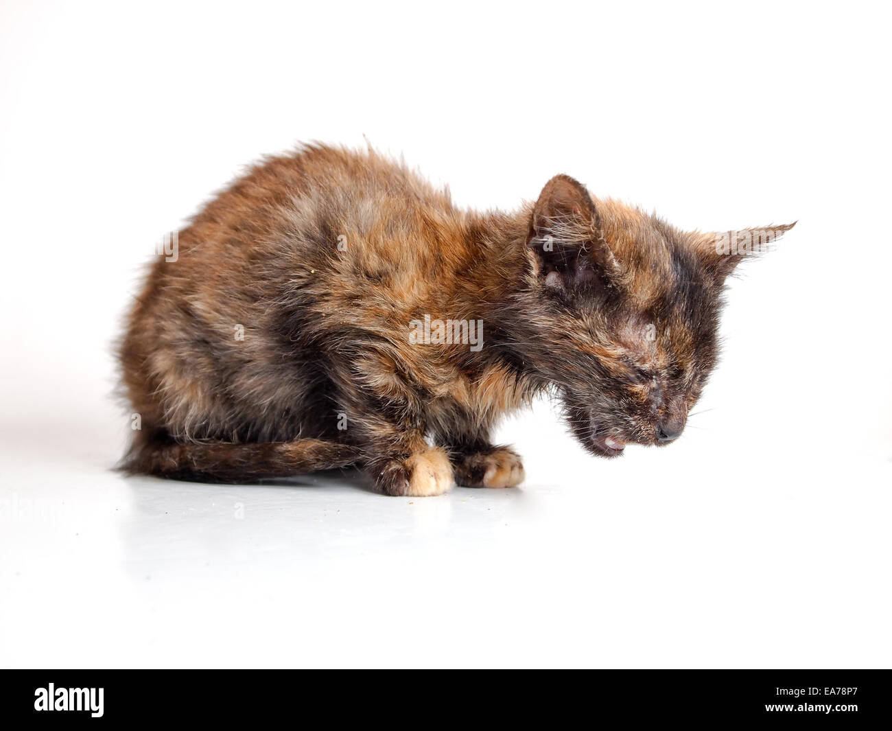 переболевшая кошка чумкой. кошачья болезнь панлейкопения. кошачья чумка панлейкопения. переболевшая кошка чумкой. чума кошек панлейкопения.