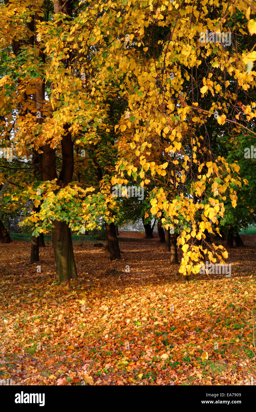 autumn in a forest Stock Photo - Alamy