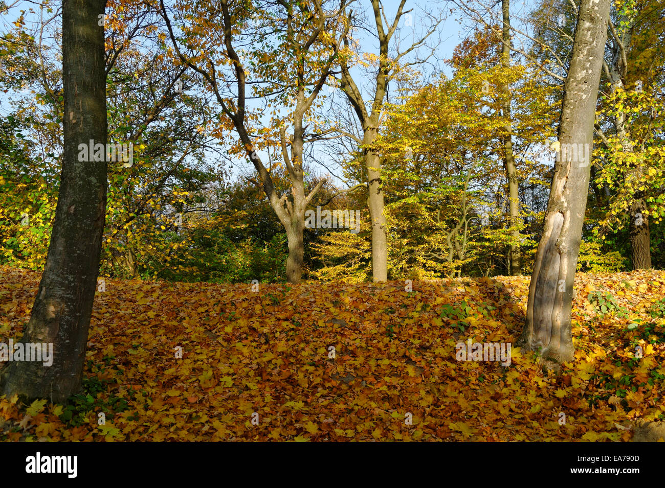 autumn in a forest Stock Photo - Alamy