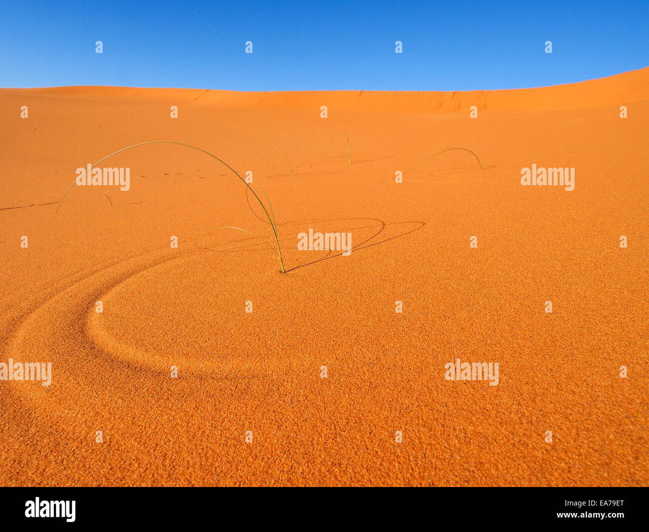 Sand dunes of Erg Chebbi in the Sahara Desert, Morocco Stock Photo - Alamy