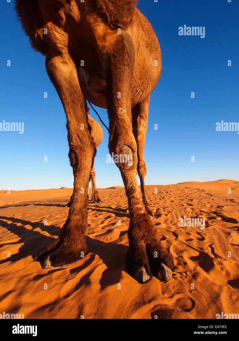 Camel caravan going through the sand dunes in the Sahara Desert ...