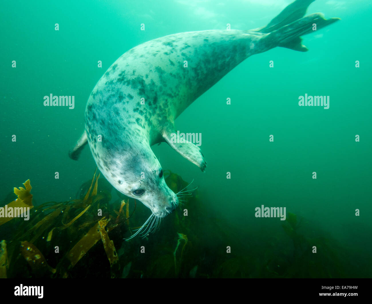 Underwater picture of grey seal in North Sea Stock Photo
