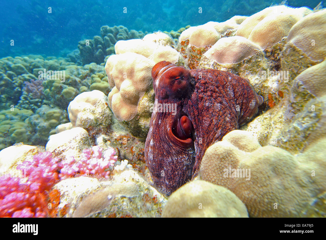 Big Red Octopus (Octopus cyaneus) hunting on a coral reef in the Red Sea Stock Photo