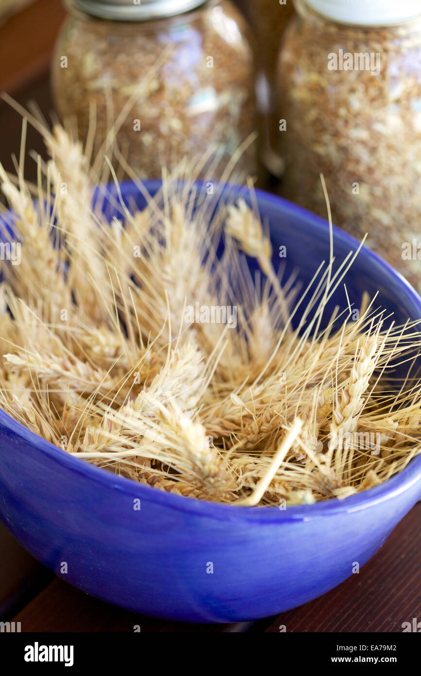 Wheat spikelets in purple plastic bowl on table Stock Photo