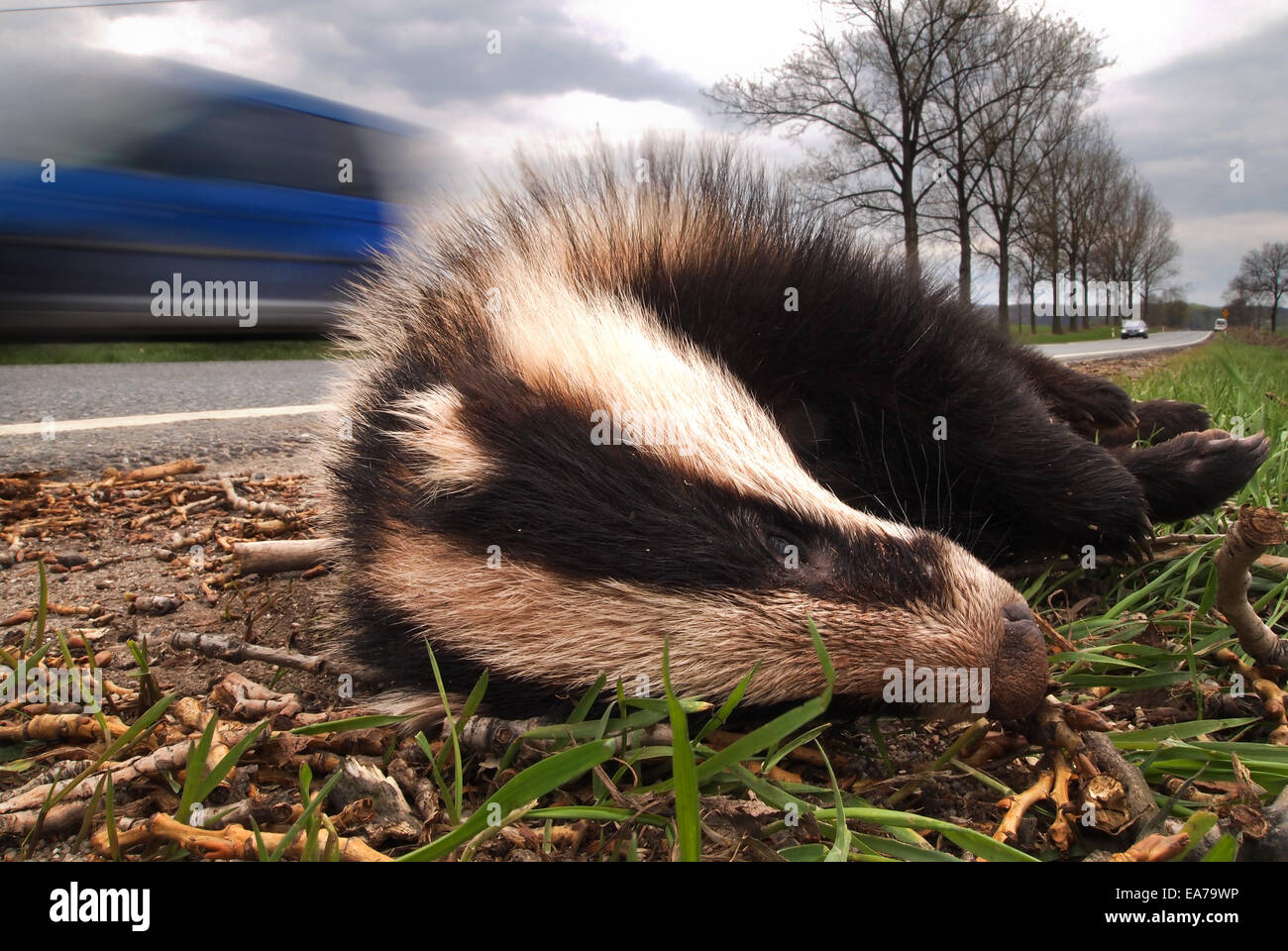 dead badger on road killed by car Stock Photo Alamy