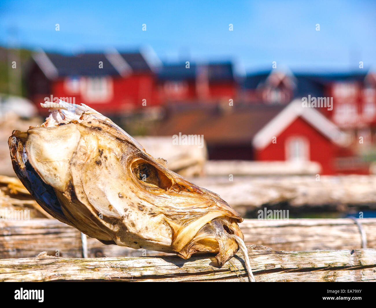 Stockfish, Norway - Stock Image - C009/7686 - Science Photo Library