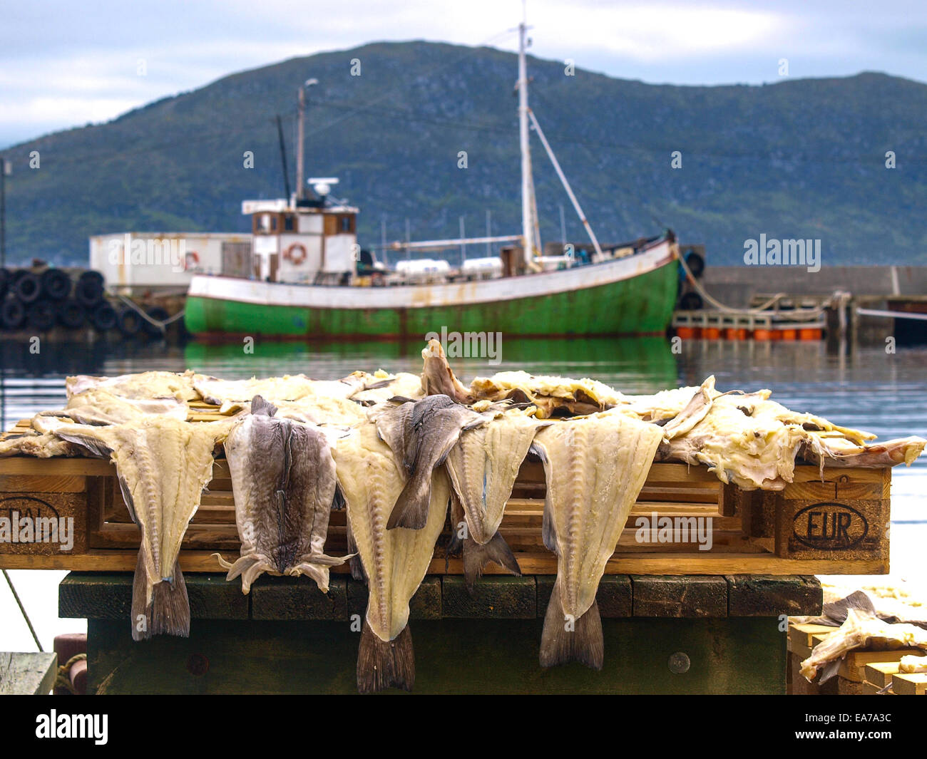stock fish skin in harbour in runde. Norway Stock Photo