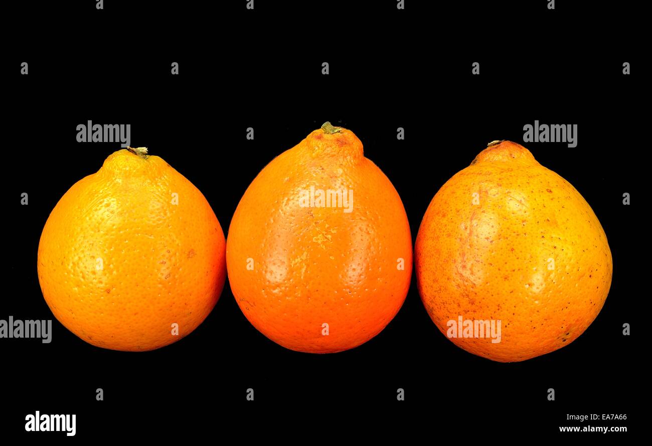 Three Mineola Tangelo (Honey Bell) oranges on a black background Stock