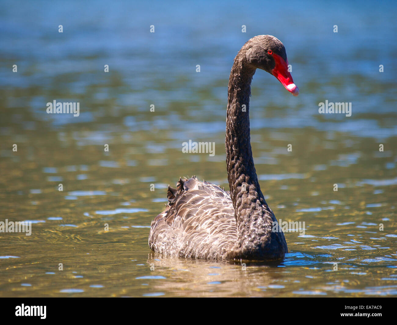 A black swan swimming on a pool of blue water Stock Photo