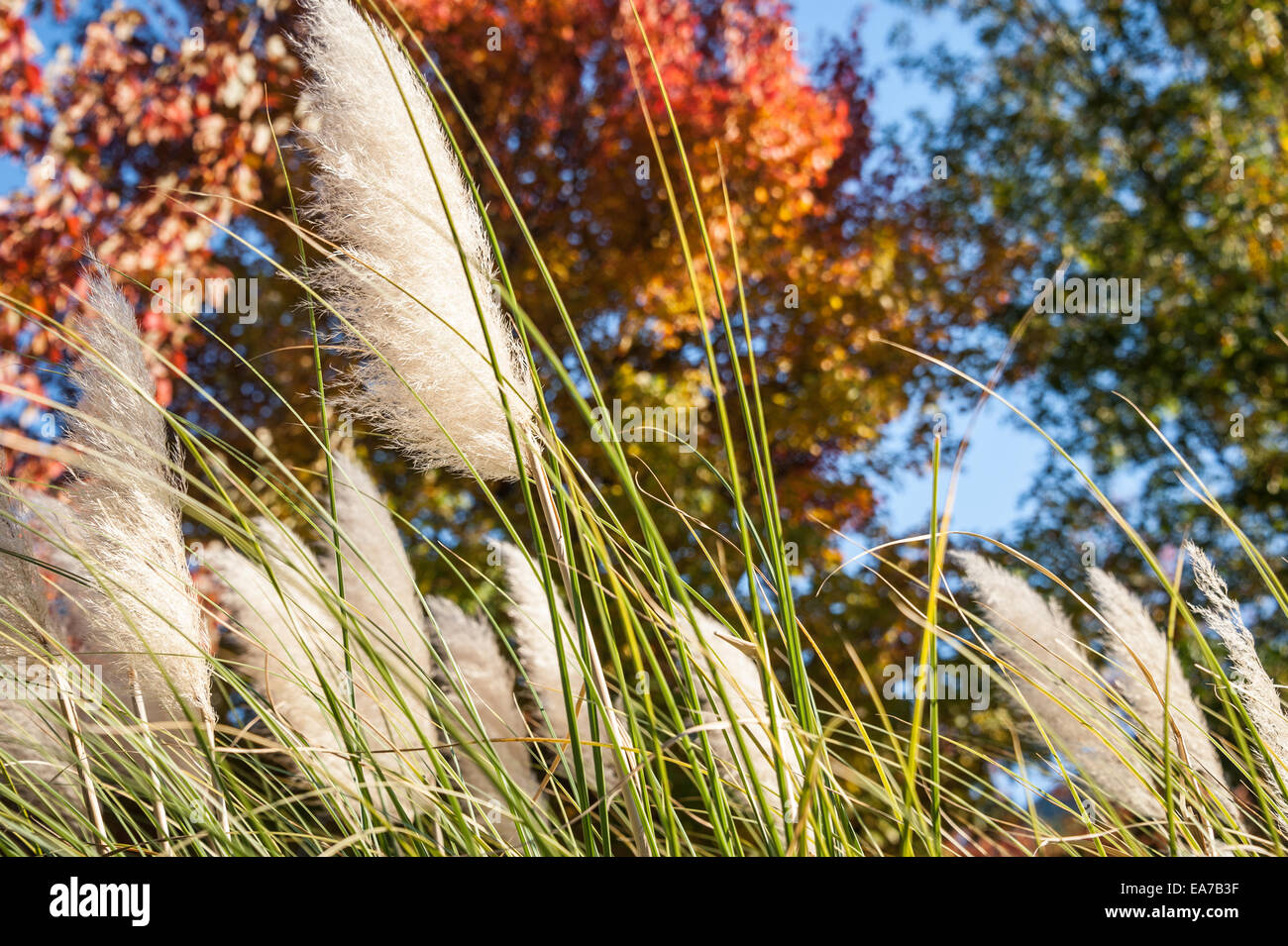 Beautiful sunlit pampas grass against a background of colorful Autumn leaves at Stone Mountain Park in Atlanta, Georgia, USA. Stock Photo