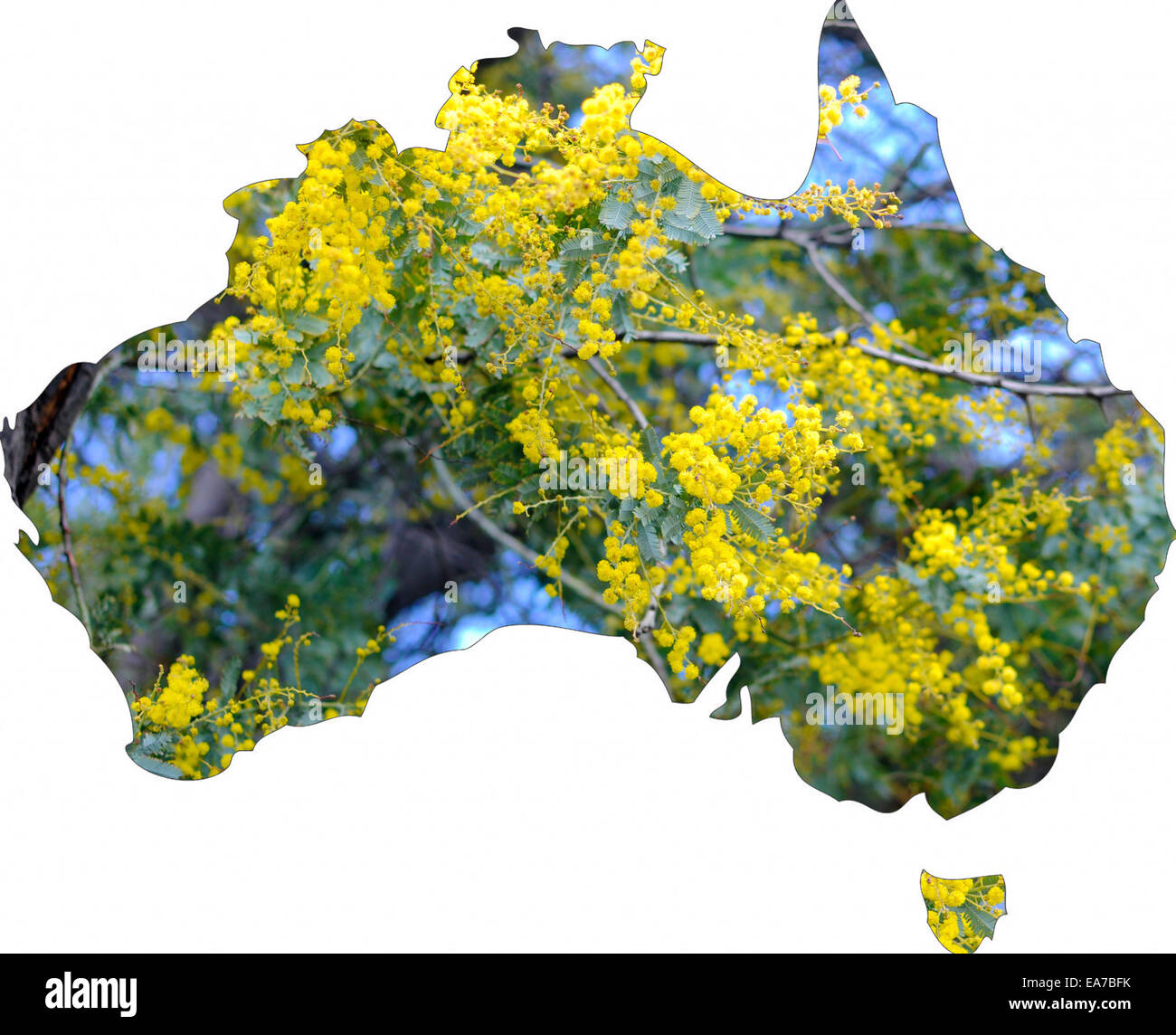 Map of Australia with wattle tree in flower, the national floral emblem of Australia. Stock Photo