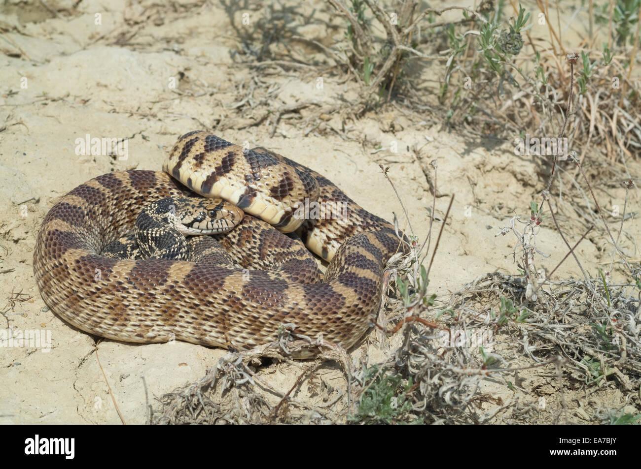 Bull snake, Pituophis catenifer, Badlands, North Dakota, USA Stock Photo