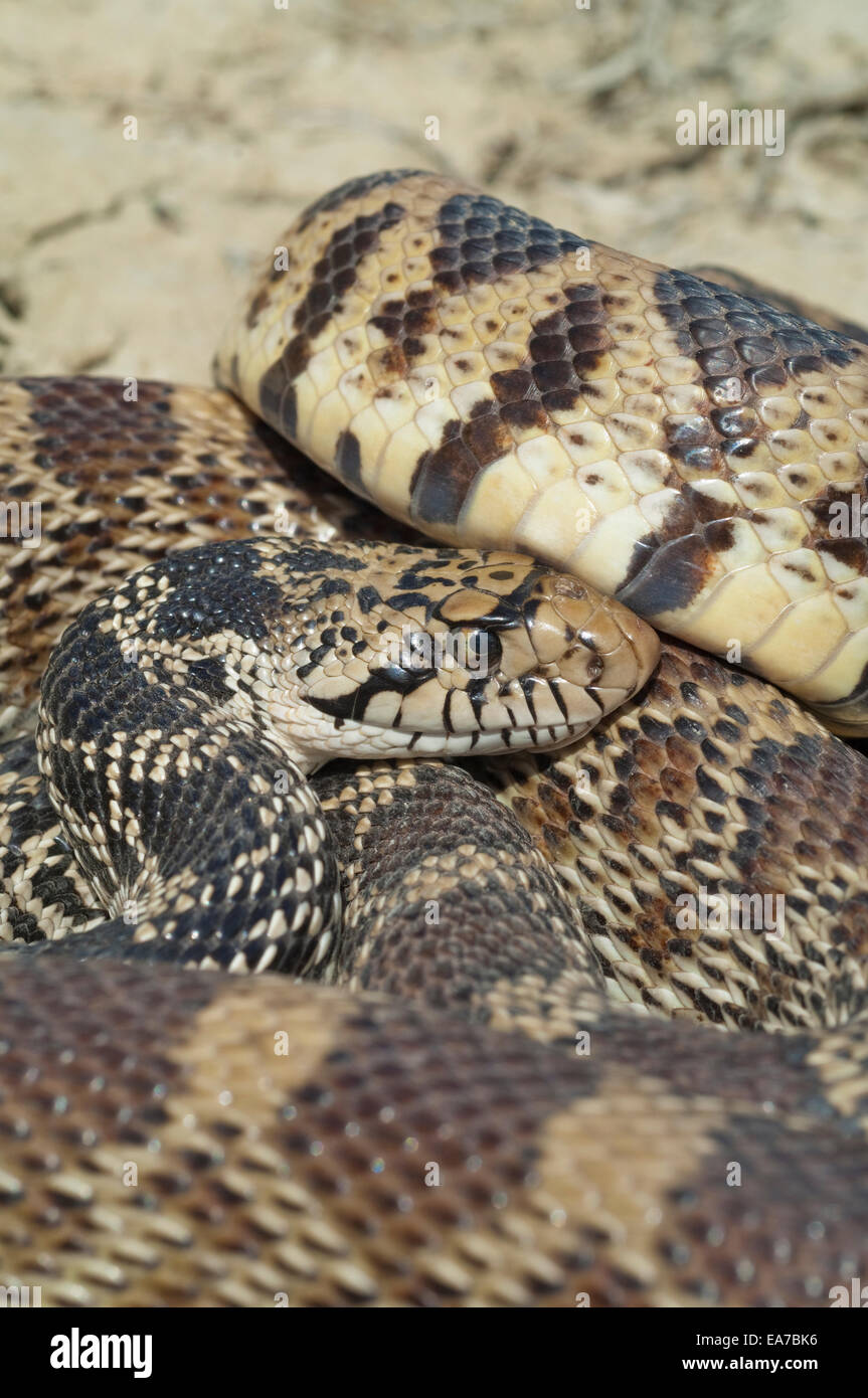 Bull snake, Pituophis catenifer, Badlands, North Dakota, USA Stock Photo