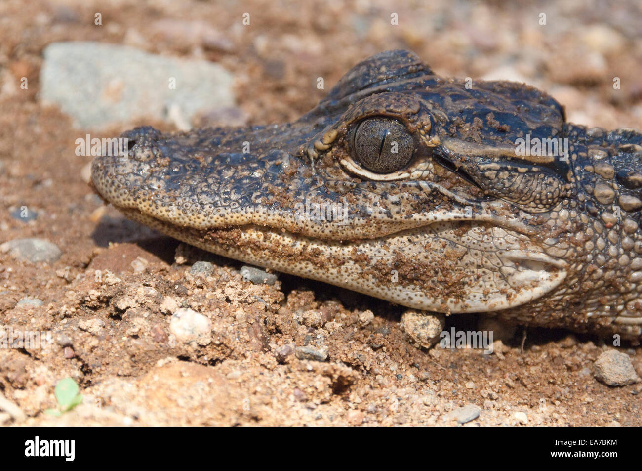 American alligator, Alligator mississippiensis, two years old Stock