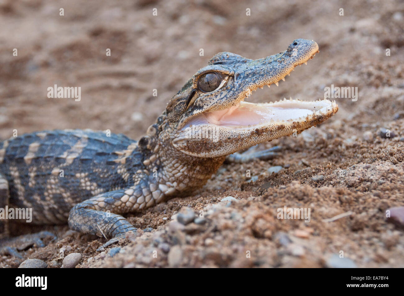 American alligator, Alligator mississippiensis, two years old Stock