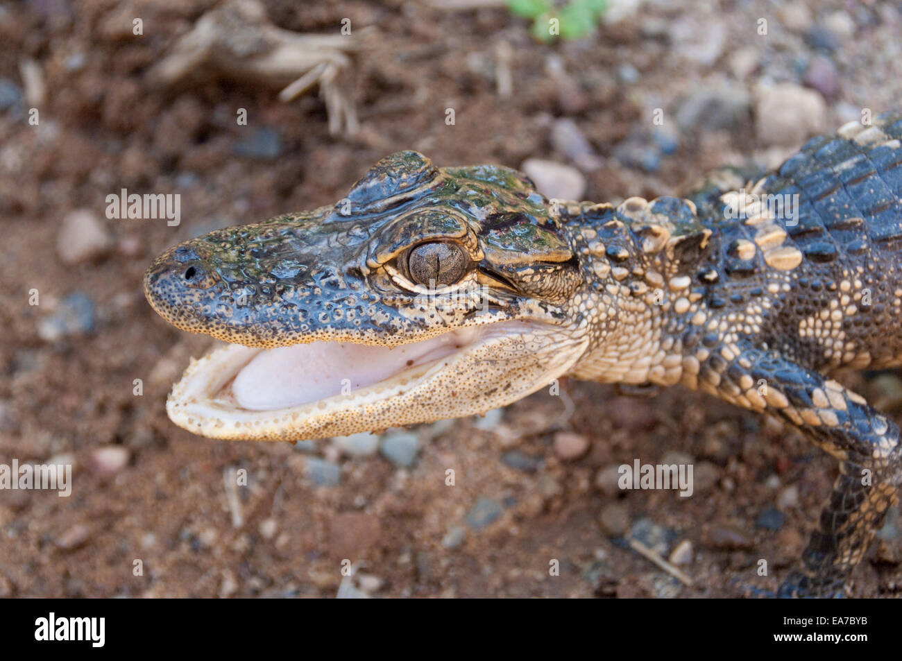 American alligator, Alligator mississippiensis, two years old Stock