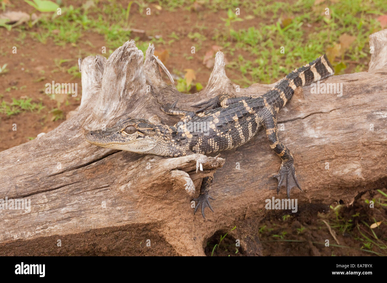 American alligator, Alligator mississippiensis, two years old Stock