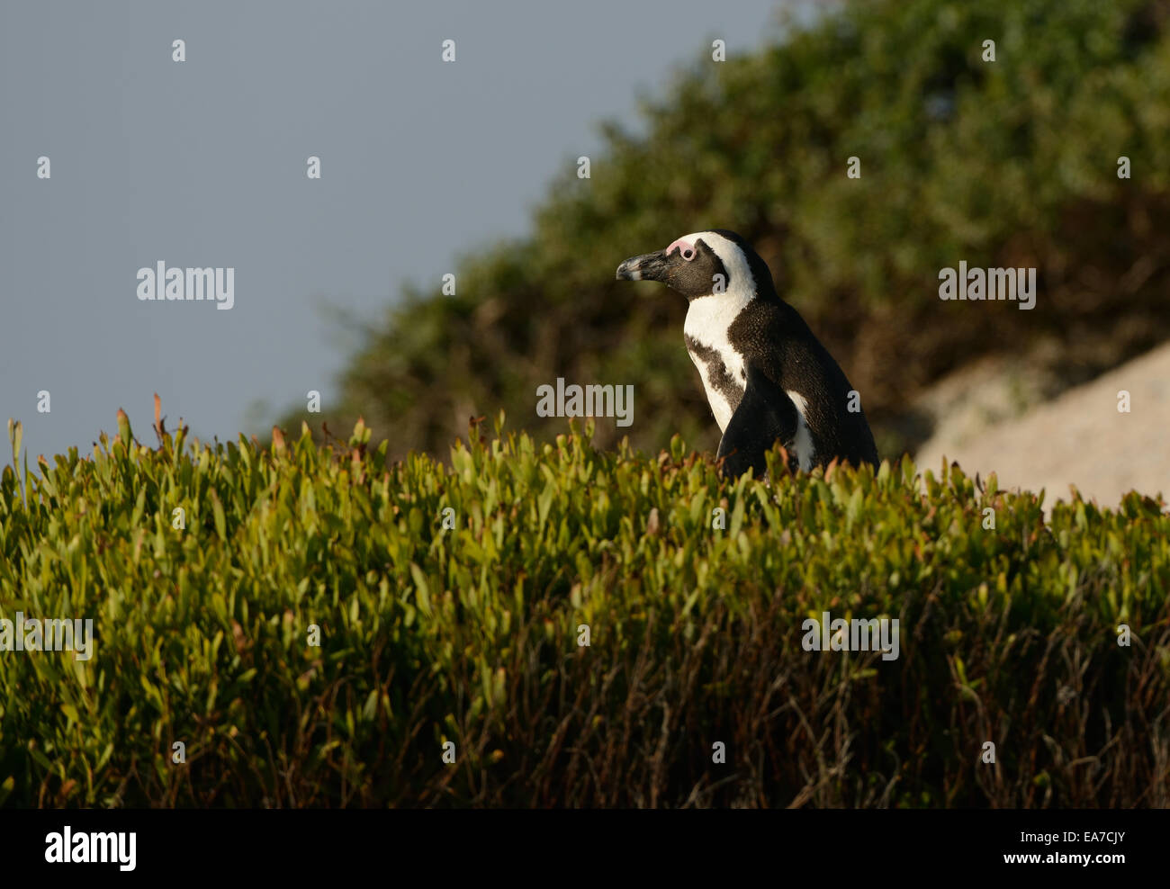 African Penguin (Spheniscus demersus) on the walk, at a beach near Cape Town in South Africa. Stock Photo