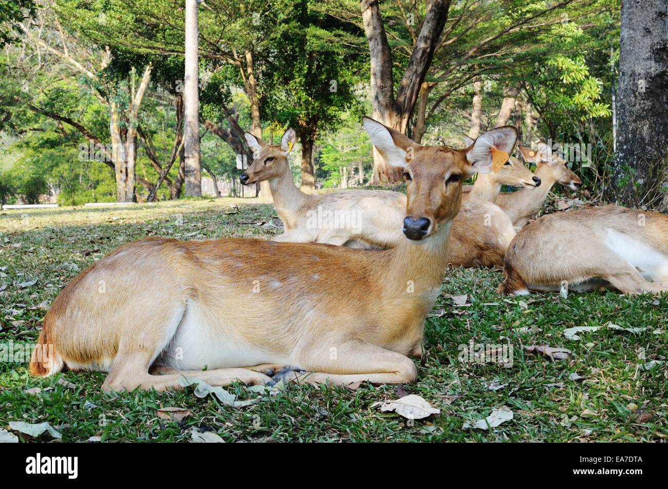 The group of antelope are relaxing on the grass Stock Photo