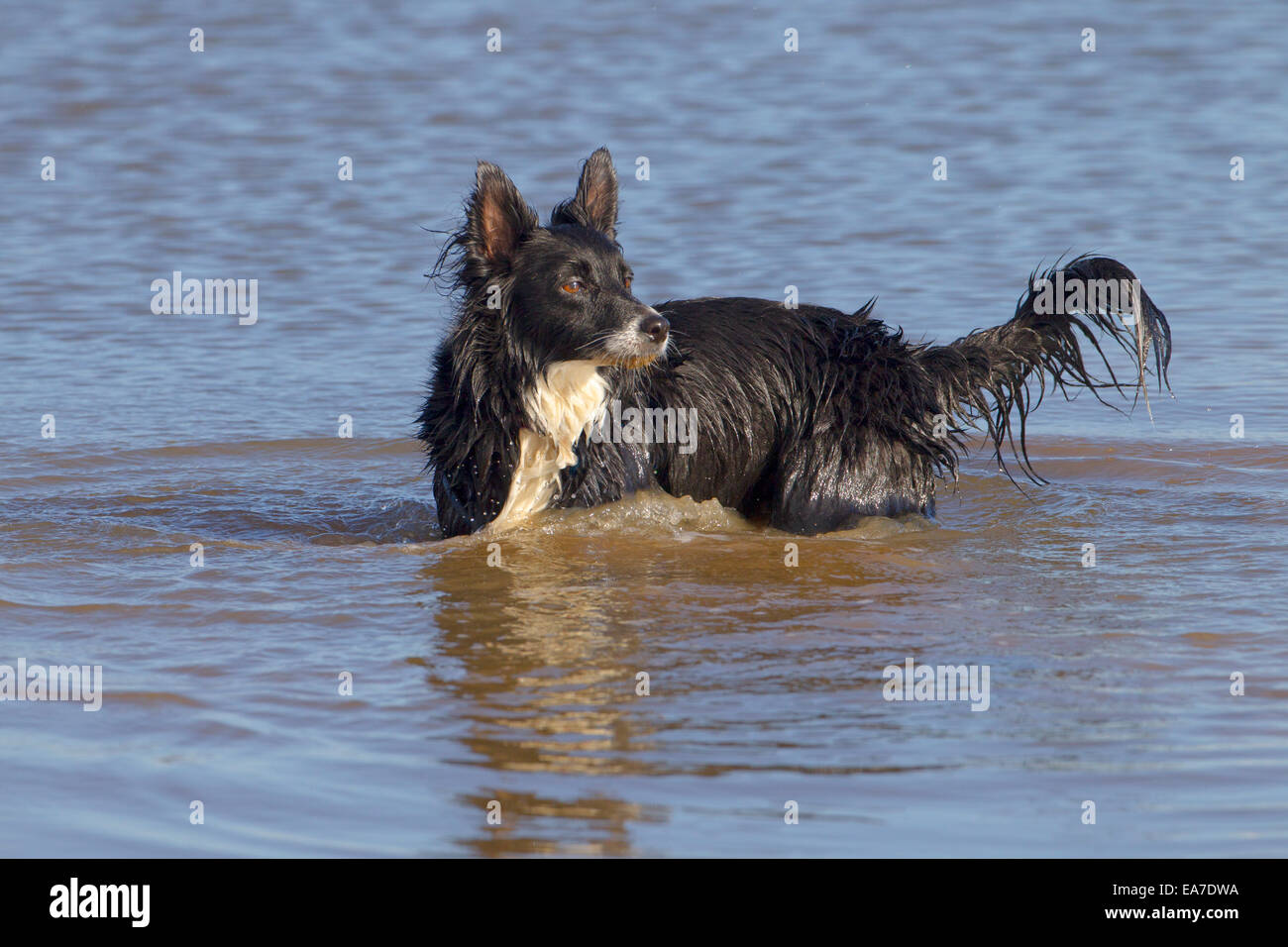 Border Collie playing in the sea Stock Photo
