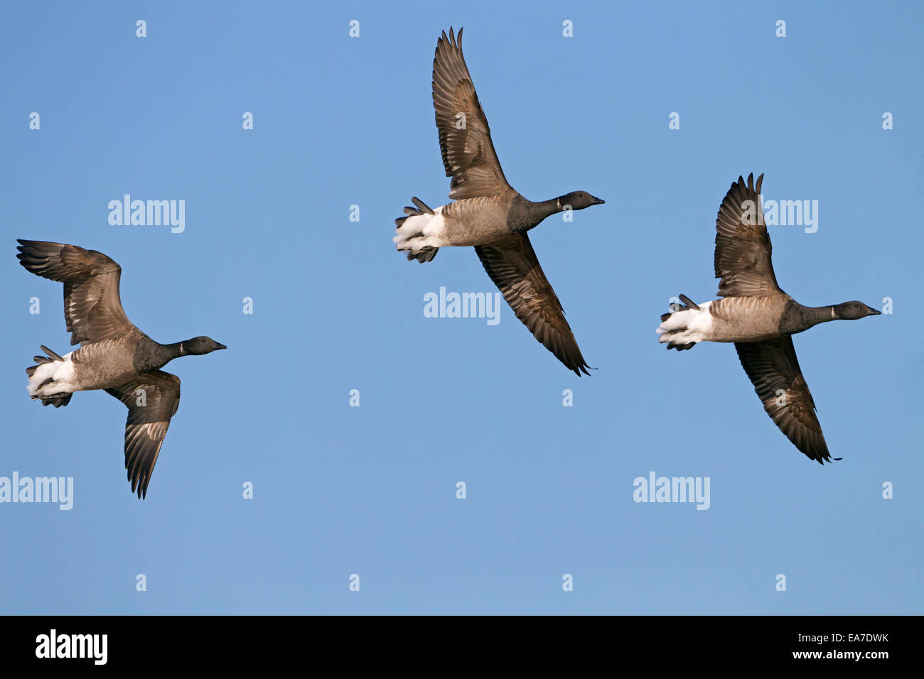 Brent Geese Branta bernicla flock in flight Titchwell Norfolk Stock Photo