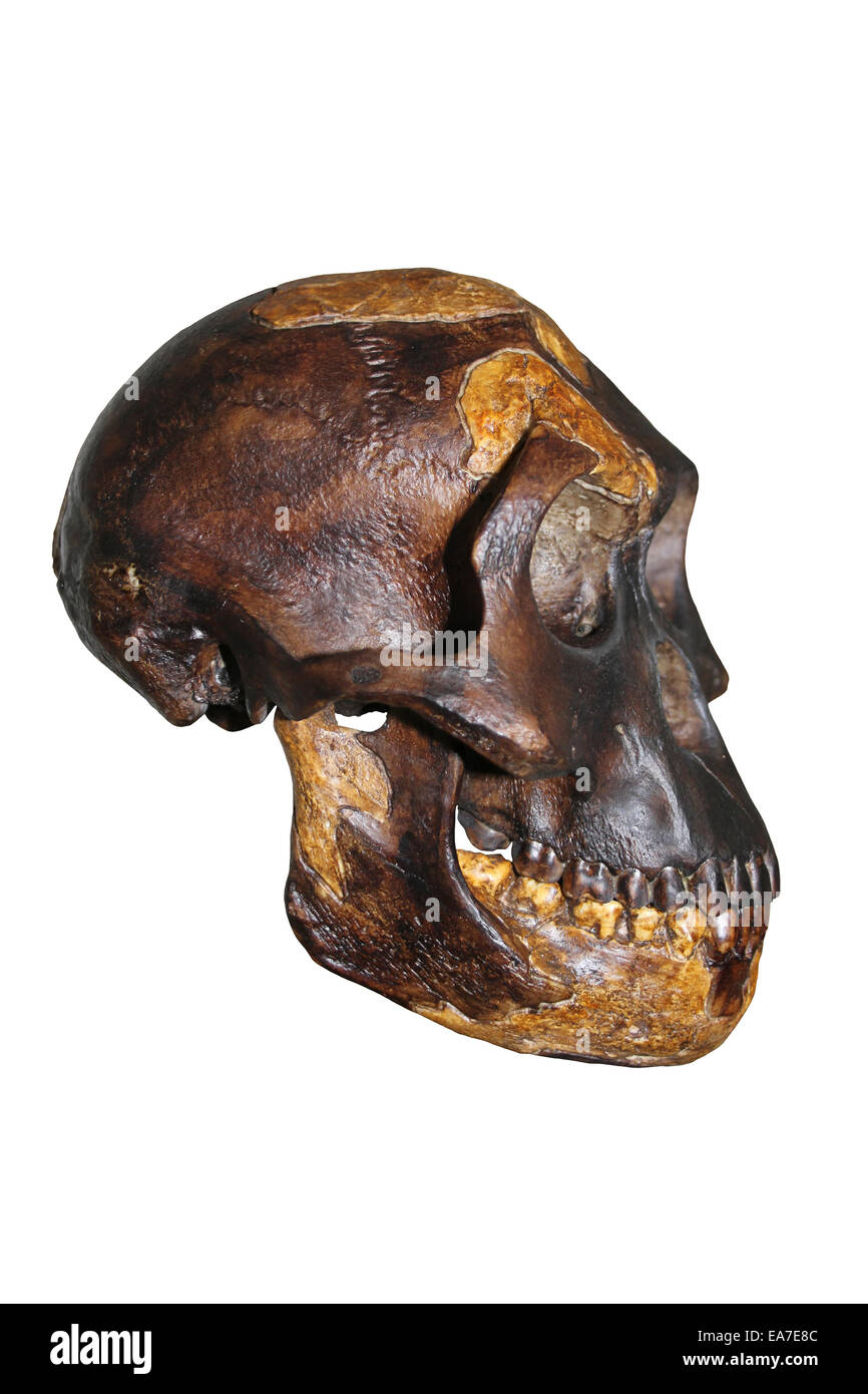 'Lucy' Australopithecus afarensis Skull Cast Stock Photo