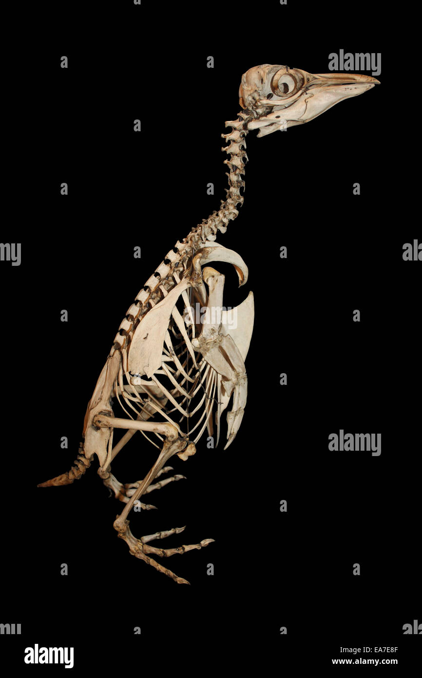 Skeleton Rockhopper Penguin Stock Photo