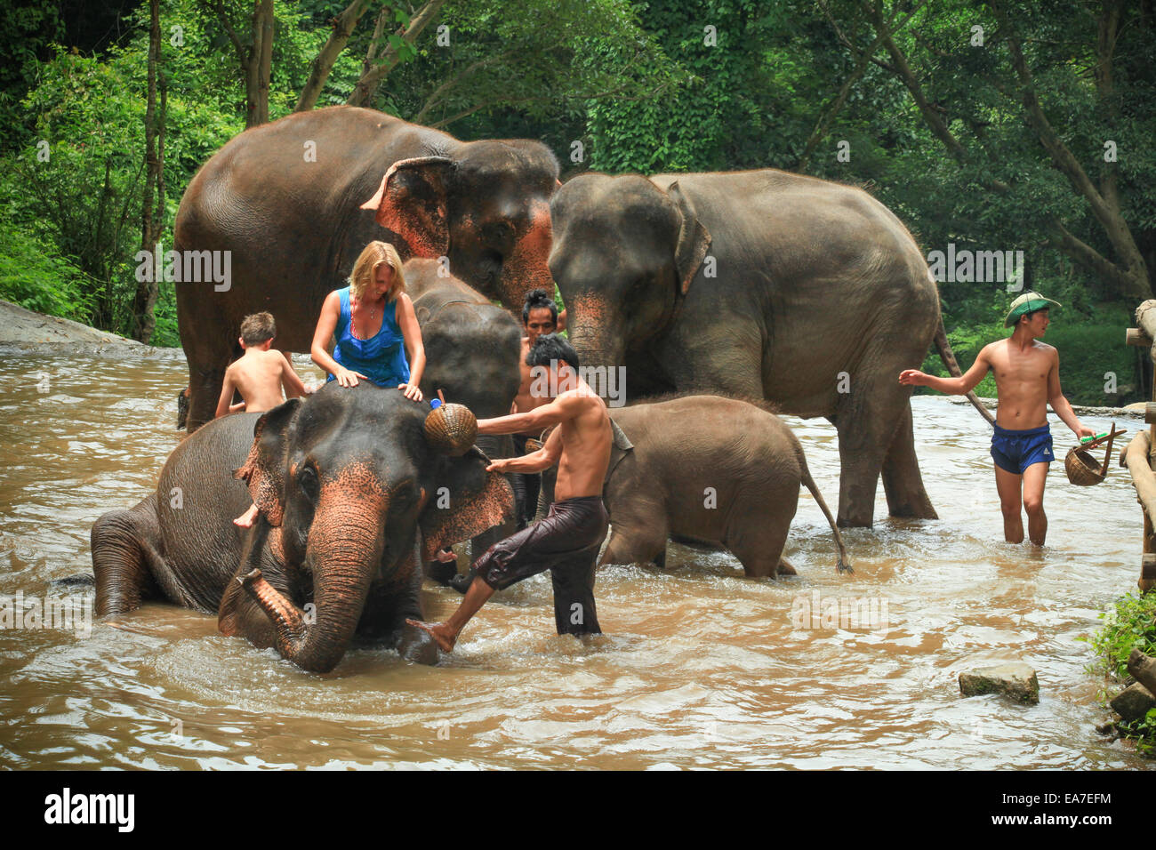 Tourists Wash and clean elephants in a river Stock Photo