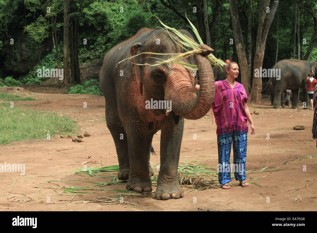 Caregivers and  Elephant in Chiang Mai Thailand Stock Photo